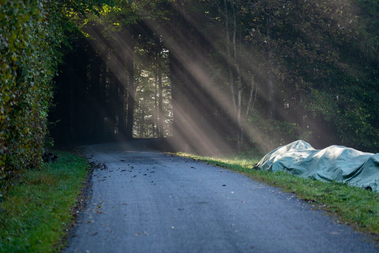 A quiet forest path with dappled sunlight filtering through the leaves