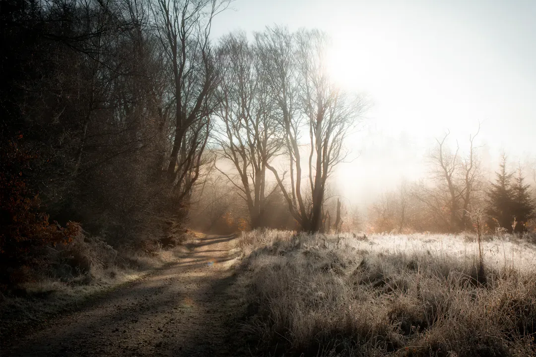 Silhouette of a person walking alone through a misty park