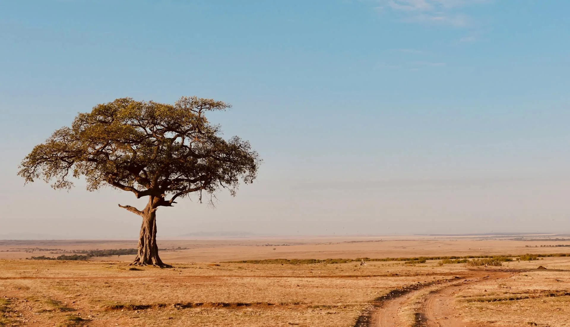 Lone tree standing in a vast open field under heavy skies