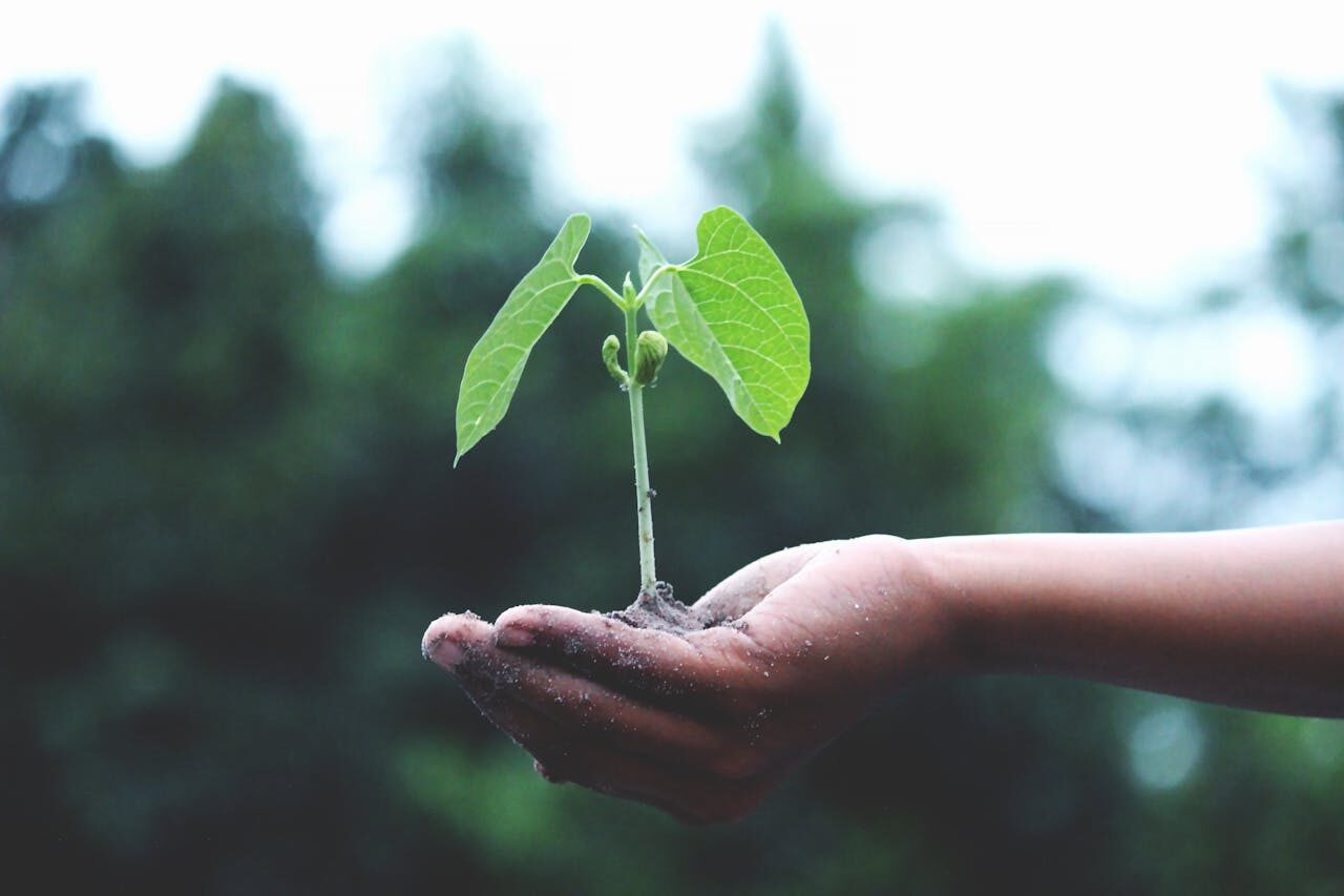 Hands gently cradling a small plant in warm soil